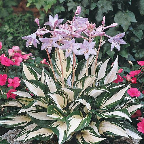 Hosta-Fire-and-Ice