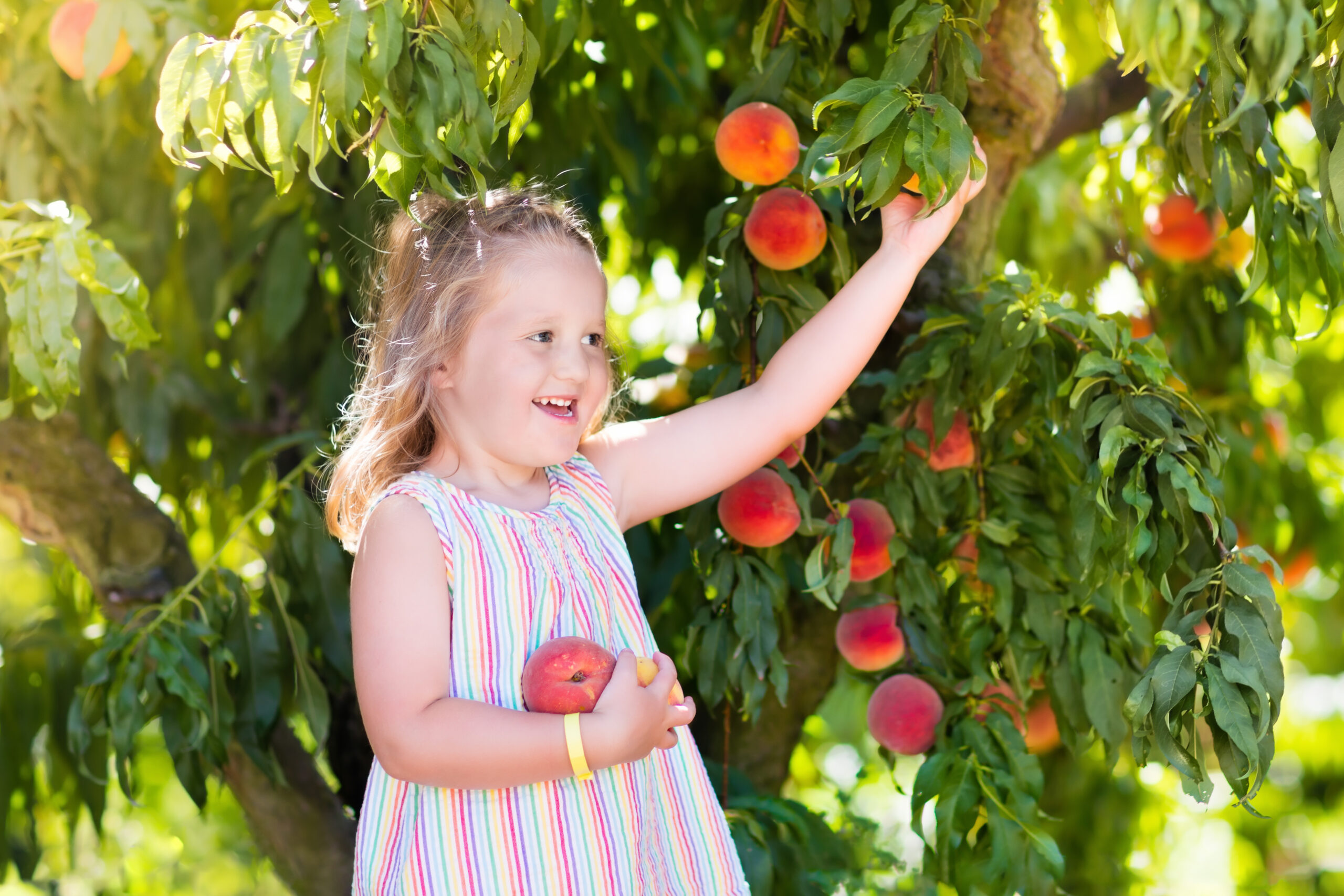 Container Gardening With Fruit Trees - University of Houston